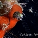 blenny_spinyhead_mog_jar_h_0239_cub2016.jpg